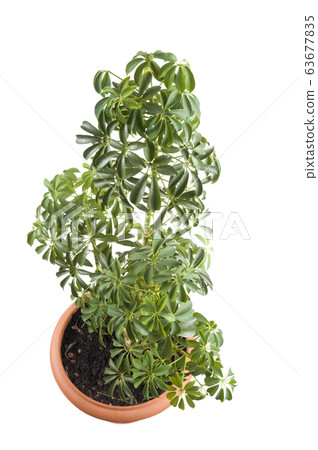window plant window plant 63677835