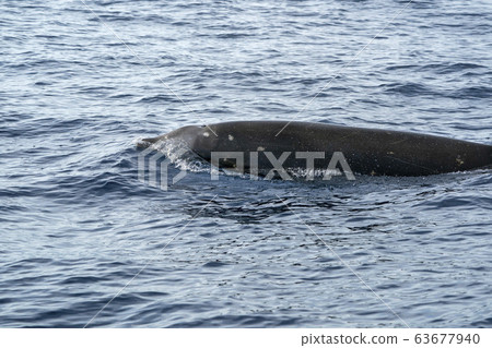 Rare Goose Beaked whale dolphin Ziphius Rare Goose Beaked whale dolphin Ziphius 63677940
