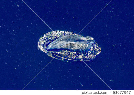 velella jellyfish on deep blue sea back velella jellyfish on deep blue sea back 63677947