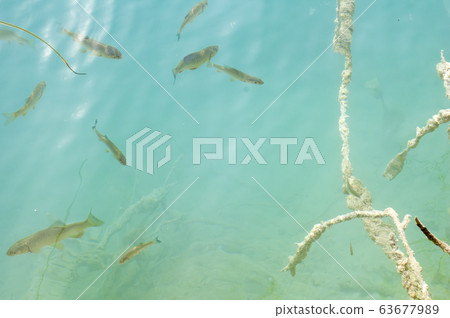 underwater underwater 63677989
