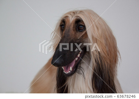 Cute afghan hound isolated on gray background. 63678246