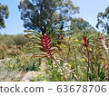 Spider-like flower 63678706
