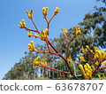 Yellow kangaroo paw 63678707