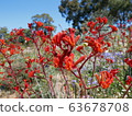 Red kangaroo paw 63678708