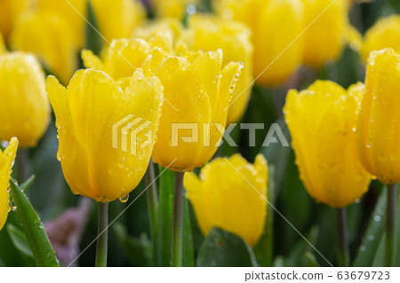 Colorful tulips grow and bloom in close proximity to one another in flower garden. 63679723
