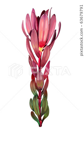 Leucadendron vector illustration 63679791