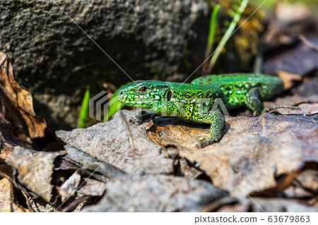 Green lizard on the stone Green lizard on the stone 63679863