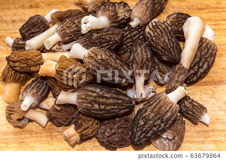 Edible black morel spring mushrooms Edible black morel spring mushrooms 63679864