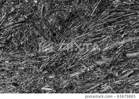 Black white dry grass background Black white dry grass background 63679865