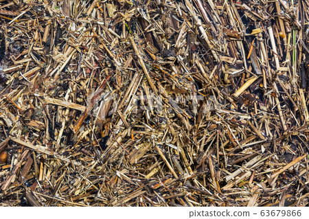 Autumn grass texture Autumn grass texture 63679866