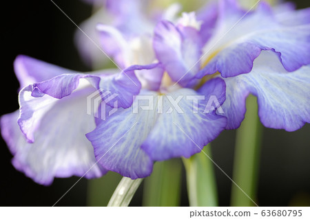 Iris Iris 63680795
