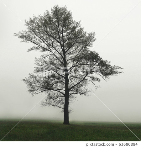 One tree in the field in the fog. One Single Lonely Tree in a Foggy Farm Field in the Morning Haze and Mist One tree in the field in the fog. One Single Lonely Tree in a Foggy Farm Field in the Morning Haze and Mist 63680884