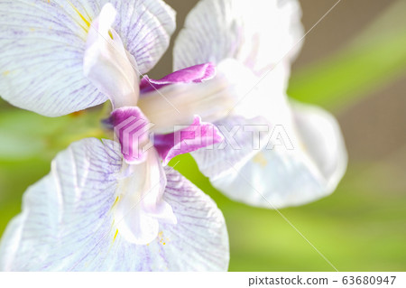 鳶尾花 鳶尾花 63680947