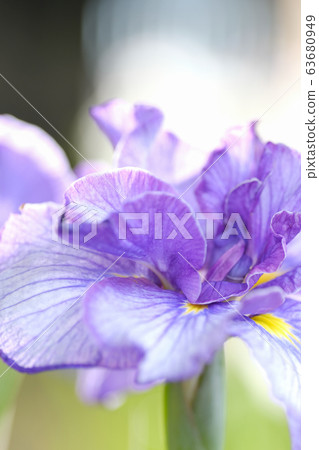 鳶尾花 鳶尾花 63680949