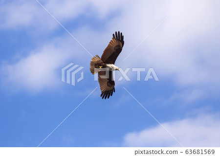 Red hawk while fly in the sky. 63681569