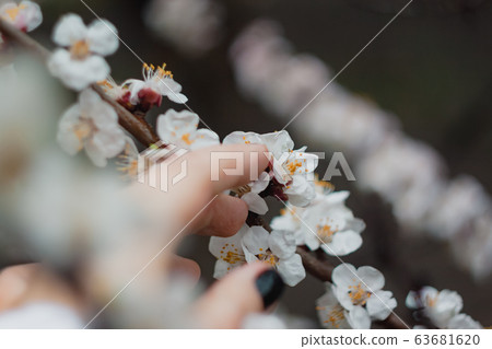 Apricot flowers on a tree, in the sunlight. Close-up. Selective focus. Blur . Moody toning, trend. Apricot flowers on a tree, in the sunlight. Close-up. Selective focus. Blur . Moody toning, trend. 63681620