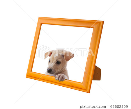 dog with frame dog with frame 63682309