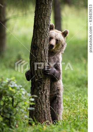 Shy brown bear hiding behind a tree in summer forest with green grass. 63683653