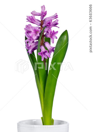 Gentle purple hyacinth Gentle purple hyacinth 63683666