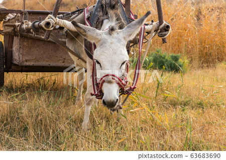 donkey eats dry grass in the pasture, donkey head donkey eats dry grass in the pasture, donkey head 63683690