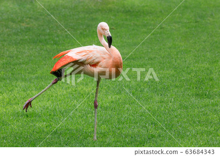 flamingo bird 63684343
