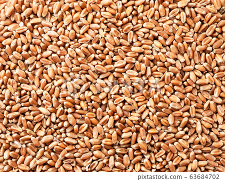 Grains of wheat background. The view from top 63684702