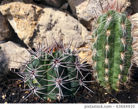 Green cacti grow in ground on background of stones 63684910