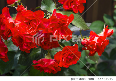 Blooming Beautiful garden roses in front garden. Blooming Beautiful garden roses in front garden. 63684959