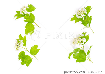 White inflorescences of viburnum with green leaves 63685144