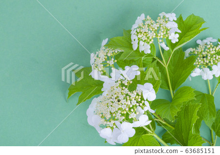 Shrub branch with white inflorescence and green 63685151