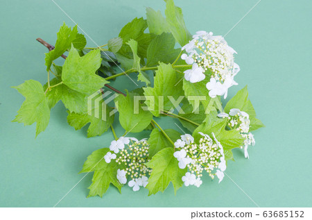 Shrub branch with white inflorescence and green 63685152