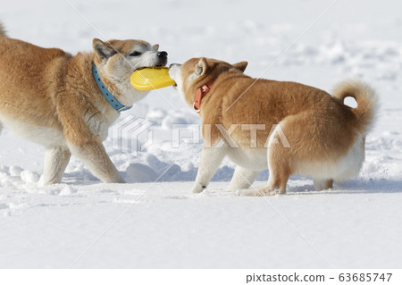 柴犬在雪地裡玩 63685747