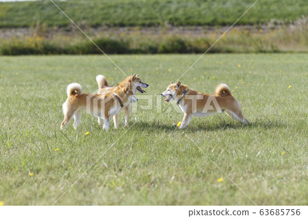 Shiba Inu playing in the field 63685756
