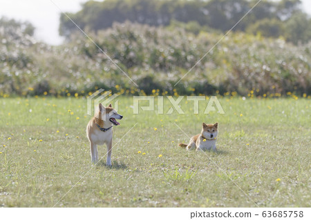 Shiba Inu playing in the field Shiba Inu playing in the field 63685758