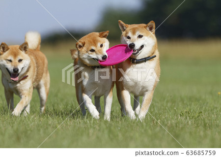 Shiba Inu playing in the field Shiba Inu playing in the field 63685759
