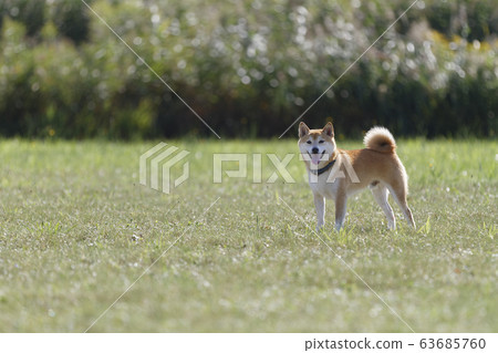 Shiba Inu looking at this from afar Shiba Inu looking at this from afar 63685760