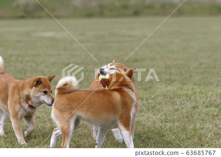 Shiba Inu playing in the field 63685767