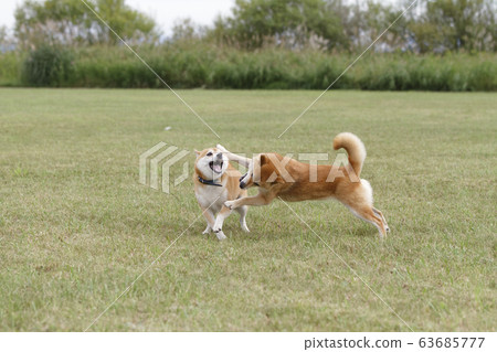 Shiba Inu playing in the field Shiba Inu playing in the field 63685777