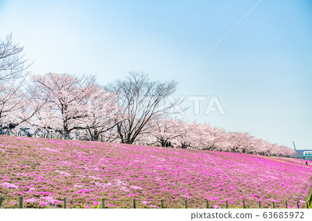日本東京北區赤羽櫻月木的櫻花 日本東京北區赤羽櫻月木的櫻花 63685972
