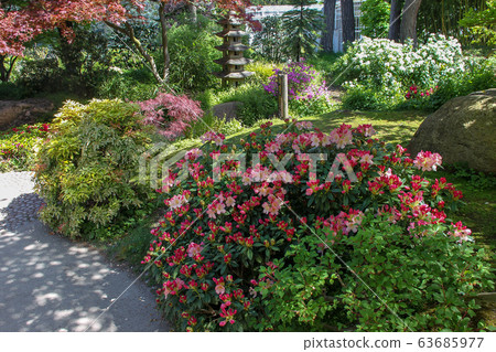 Idyllic pink rhododendron bush and lantern in Idyllic pink rhododendron bush and lantern in 63685977