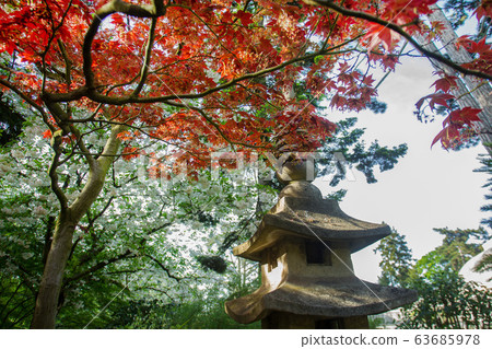 Japanese maple leaves , white cherry blossom and 63685978