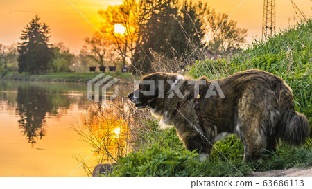 Caucasian shepherd dog while walking on a walk in cabbage grass at sunset Caucasian shepherd dog while walking on a walk in cabbage grass at sunset 63686113