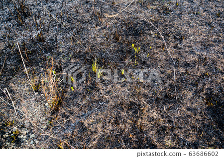 發芽的野生燃燒痕跡 63686602