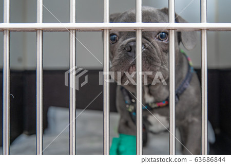 dog in a cage at a veterinary clinic after a surgery 63686844