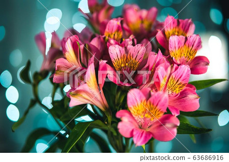 Pink alstroemeria flowers Pink alstroemeria flowers 63686916