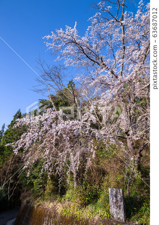 熊野古堂春祭王子 熊野古堂春祭王子 63687012