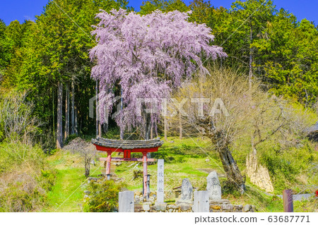 Weeping cherry tree at Hie Shrine 2 63687771