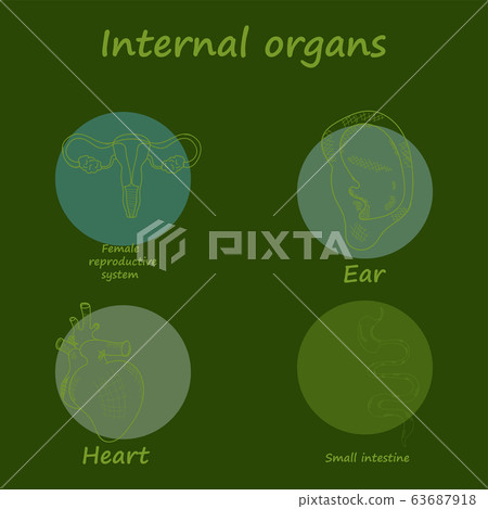 Vector round icons of internal human organs...-插圖素材 [63687918] - PIXTA圖庫