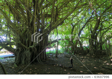 Big trees on the island of Hawaii, Hilo, Wailuku River State Park 63687996