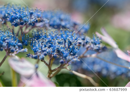 [Hydrangea Odawara Castle] 63687999